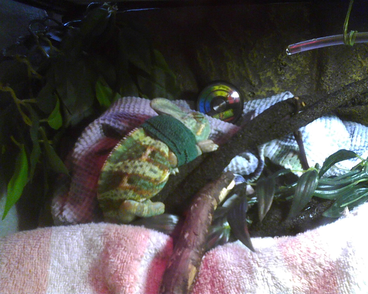 Escapee!