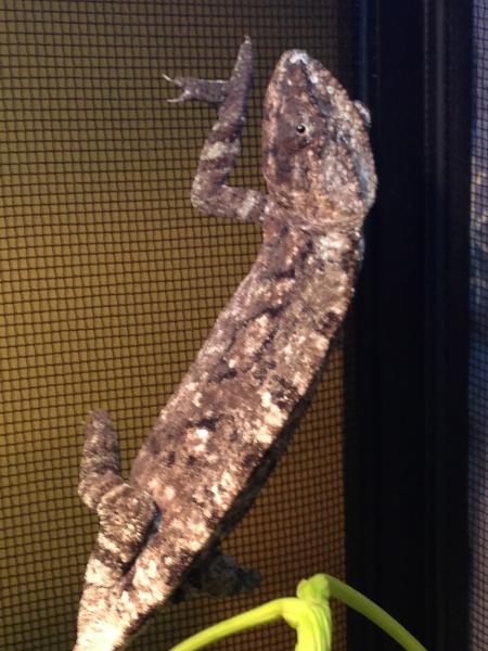 Esvee our 9 month old Ambilobe