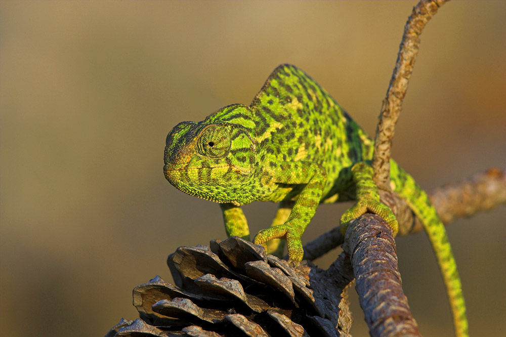 European Chameleon (wild)