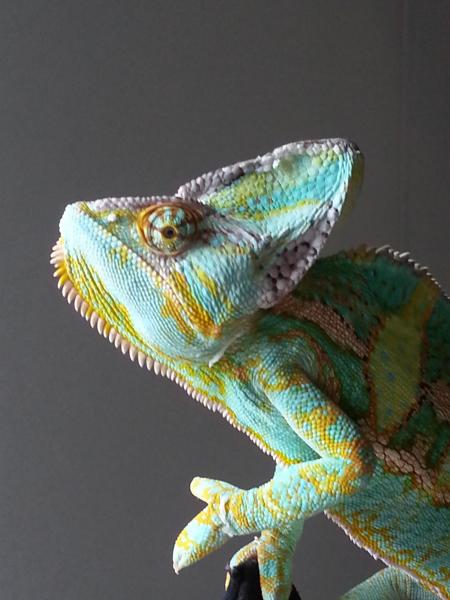 Even more gorgeous in profile