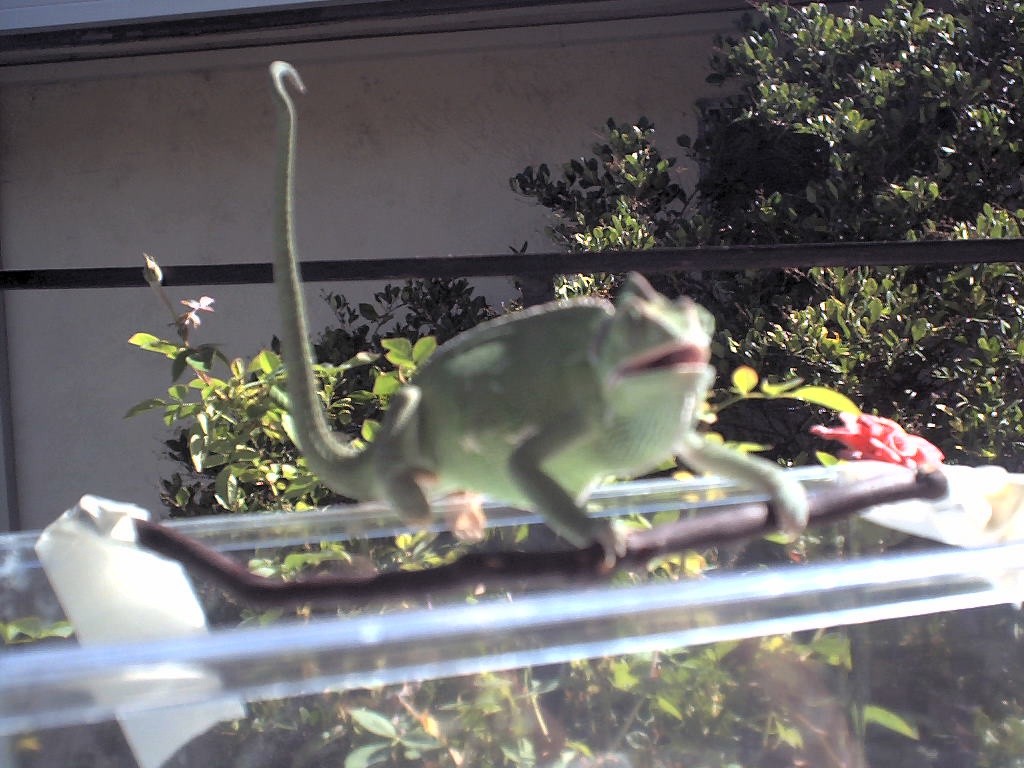 EXERCISE Veiled CHAM