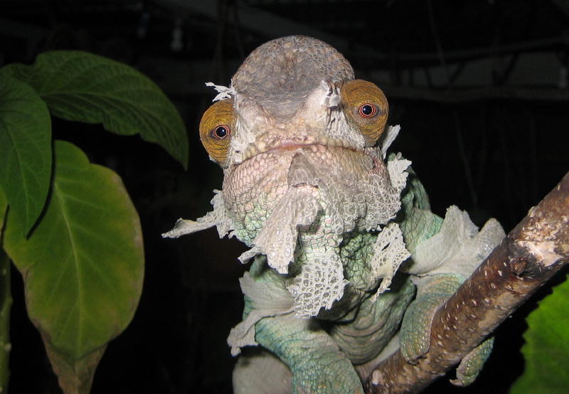 Exfoliating In The Foliage