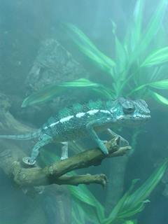 Exploring his living vivarium