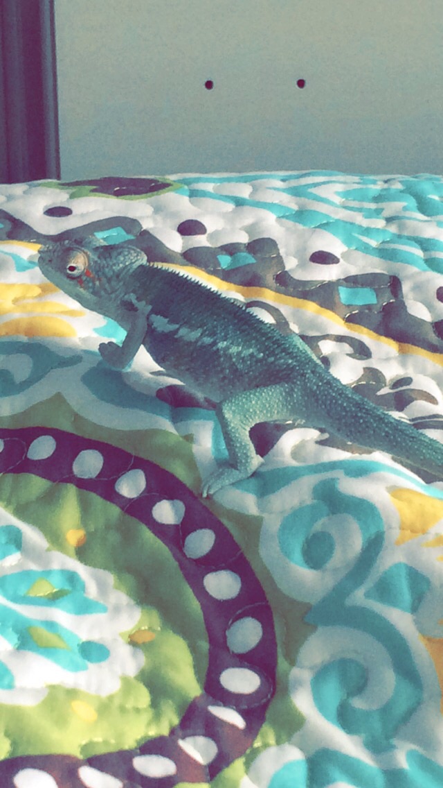 Exploring mom's bed!