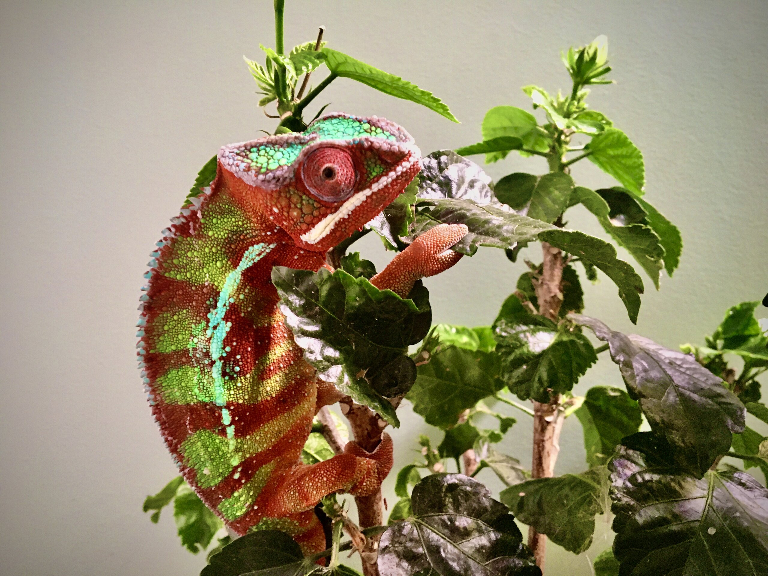 Exploring the Hibiscus