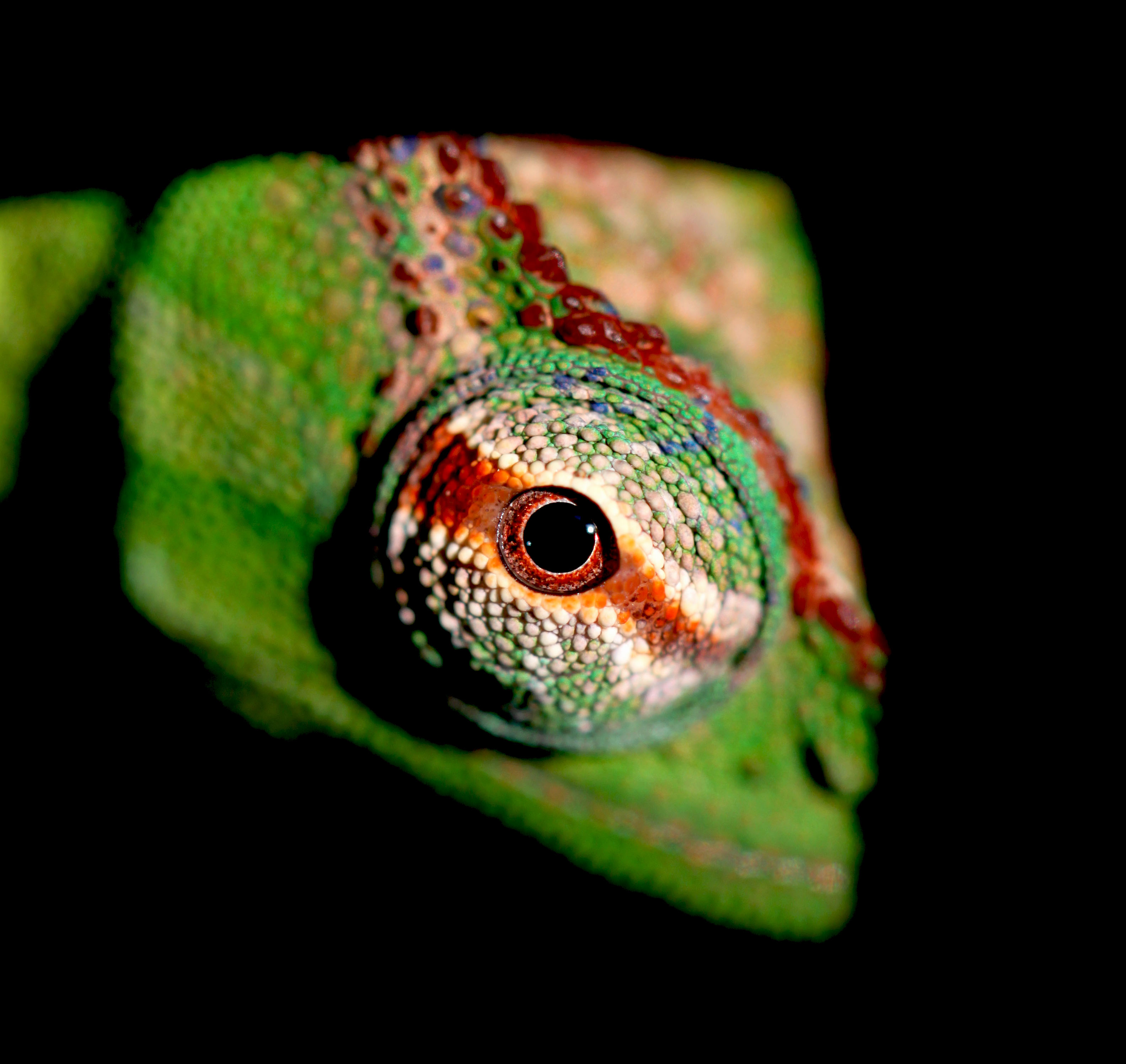 Eye Of A Trioceros Wiedersheimi Peretti