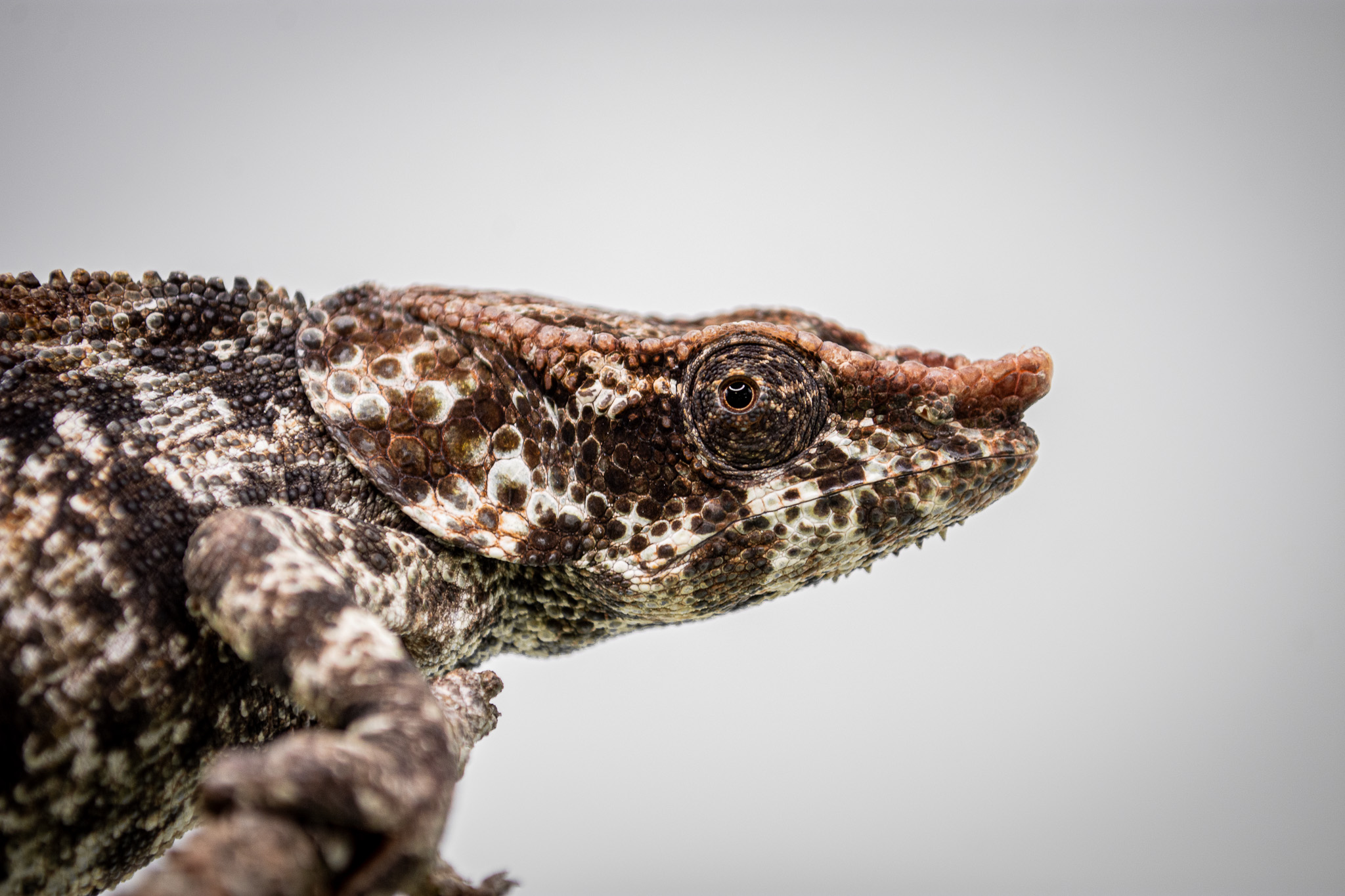 Eye of the Beholder (Elephant Eared Chameleon)