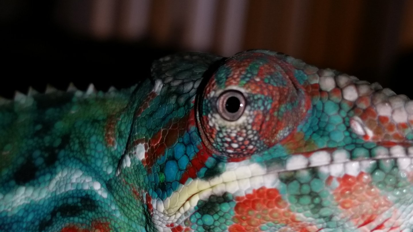 Eye See You!
