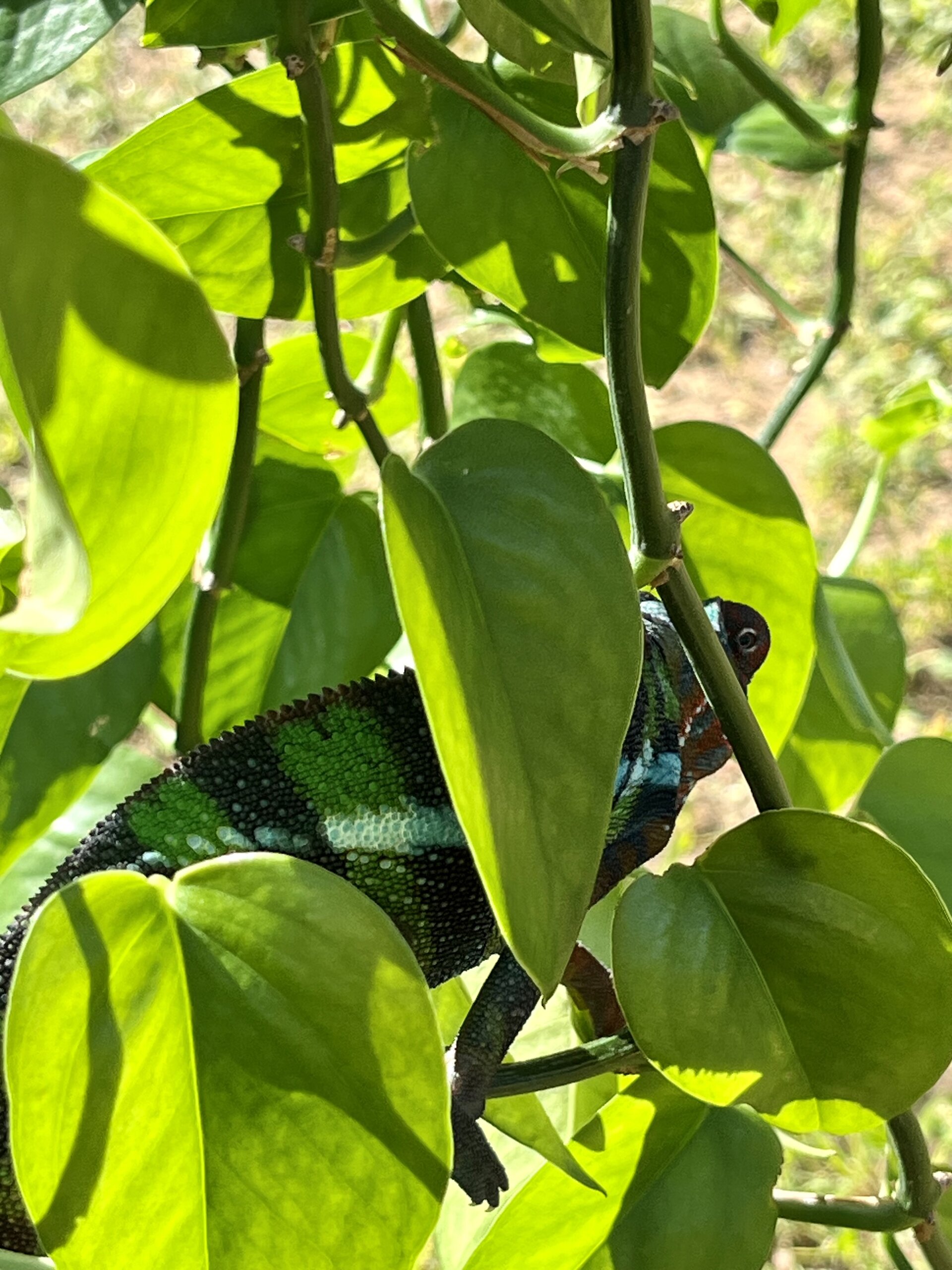 Eye spy a sweet little guy