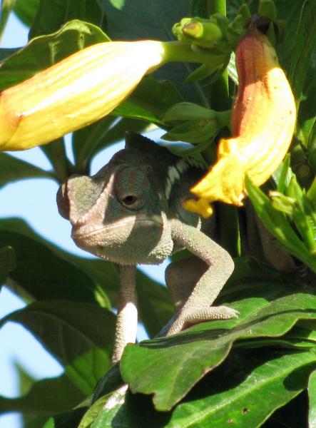 F Paradalis - Sundog from NW Chameleons: Sire: Azure Dam: Minerva 100% Ambanja   DOB: 2/24/09  (male)