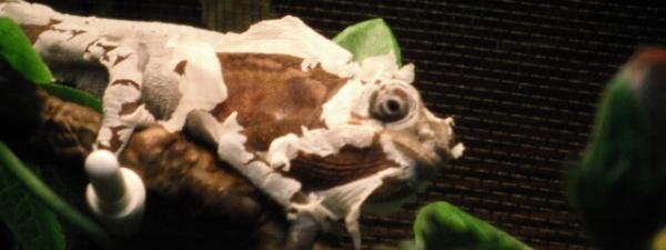 Face to face with the shed monster.