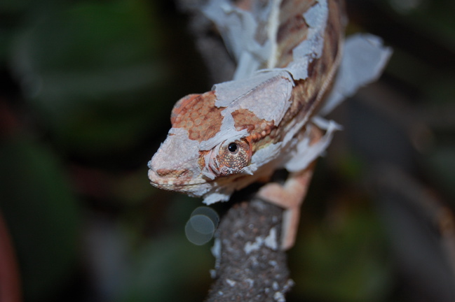 Fancy my new skin cap, luv?