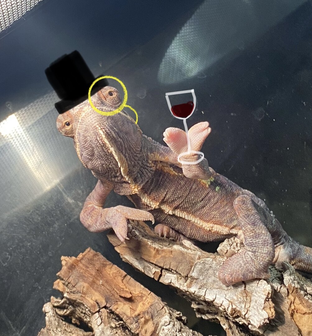 Fancy Sir Rango