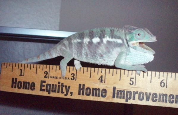 Favorite measurement picture. He is so freaking stubby and angry, I love it.