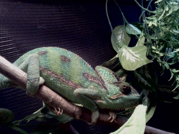 Fayrouz in her habitat.