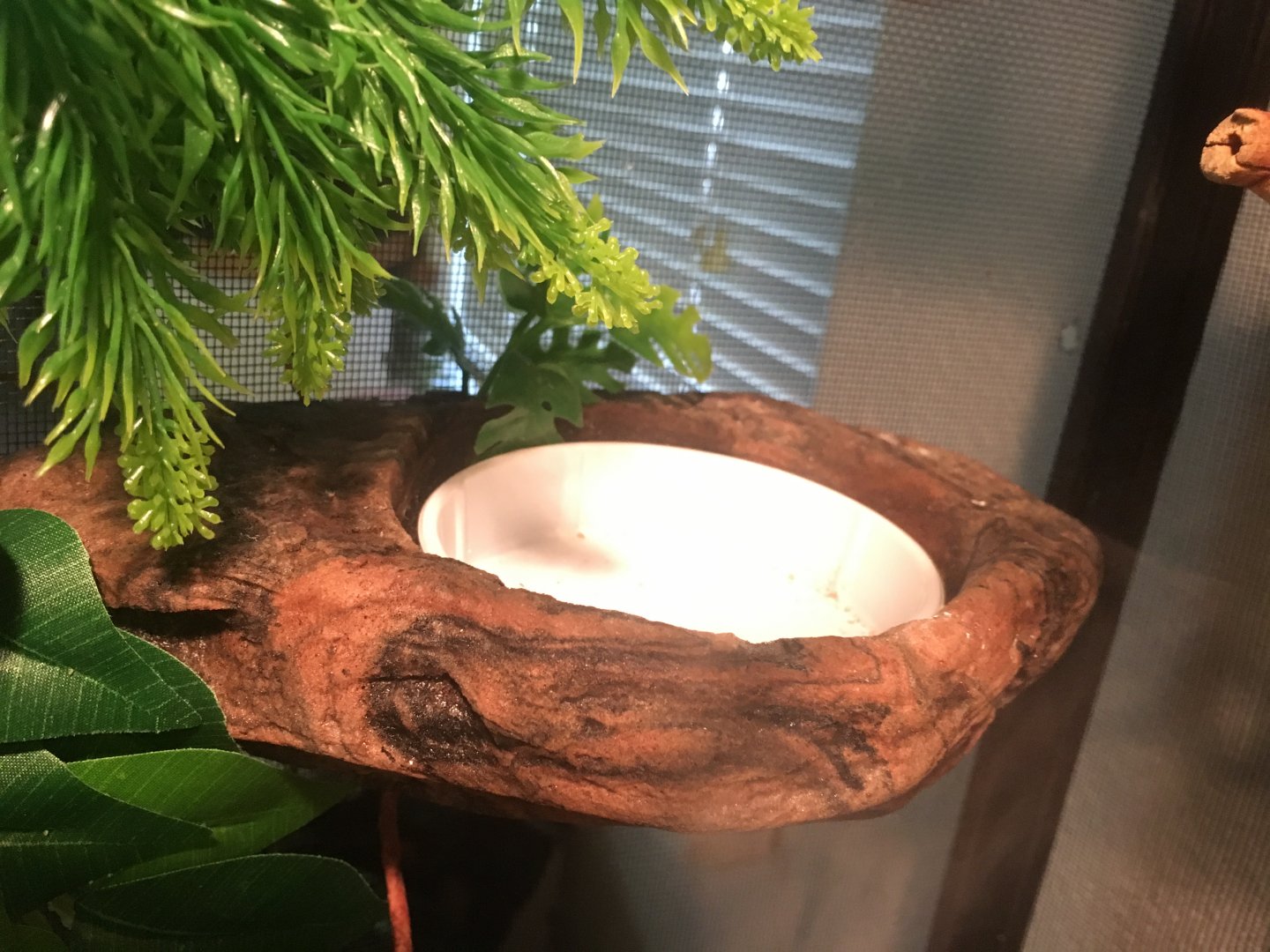 Feeding Tray