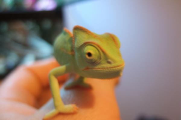 Female. 10 weeks oldish.
Late December 2009