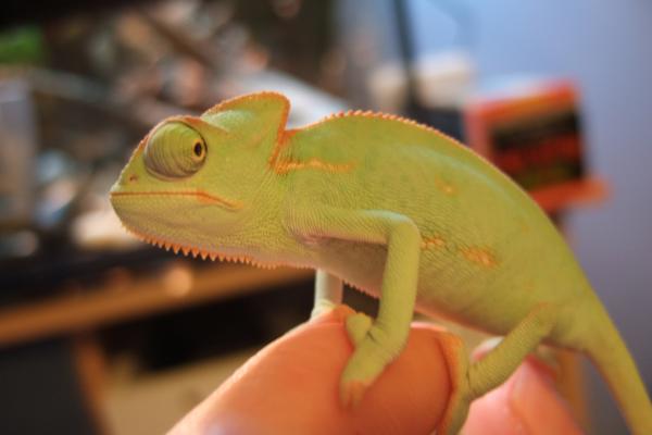 Female. 10 weeks oldish.
Late December 2009