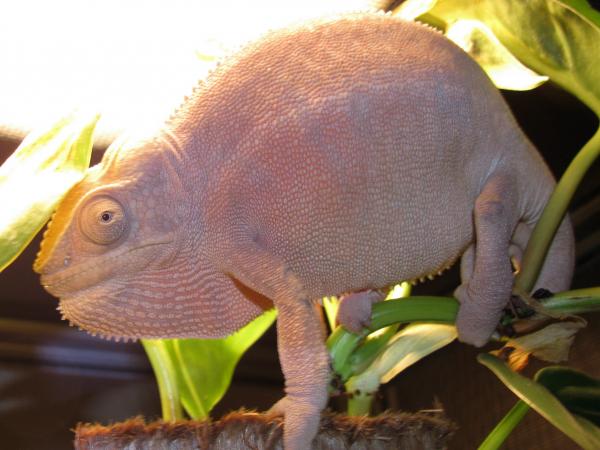 Female 100% Ambanja - captive hatched Dec 2008.