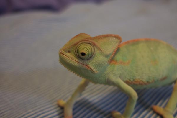 Female 14 weeks oldish.
 Early January 2010