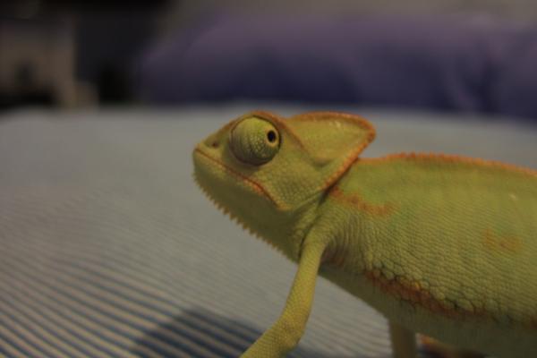 Female 14 weeks oldish.
 Early January 2010