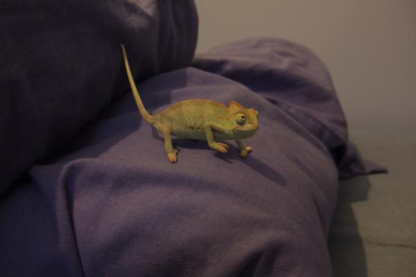 Female 14 weeks oldish.
 Early January 2010