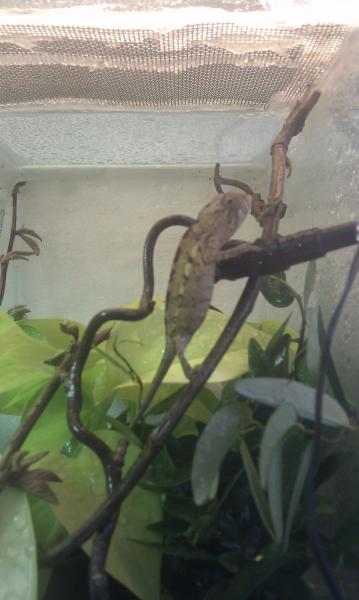 Female Ambilobe 2-3 months old.