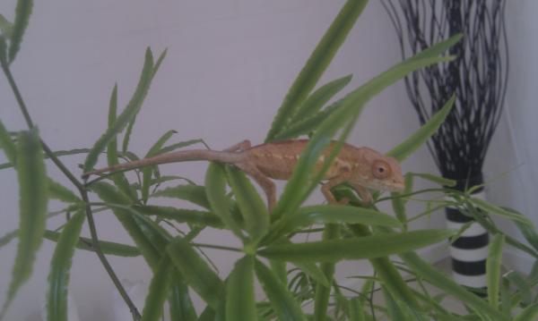 Female Ambilobe 2-3 months old.