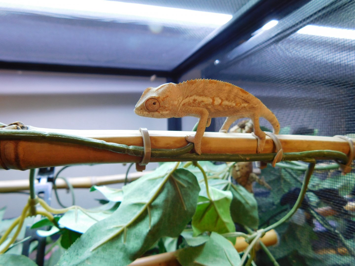 Female BB Ambilobe [February 10, 2016]