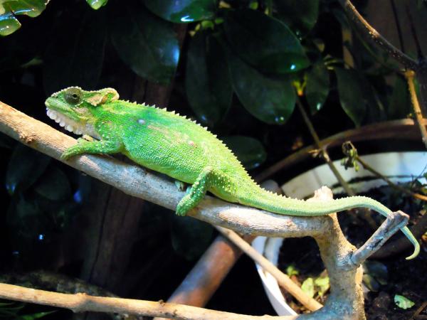female - BB