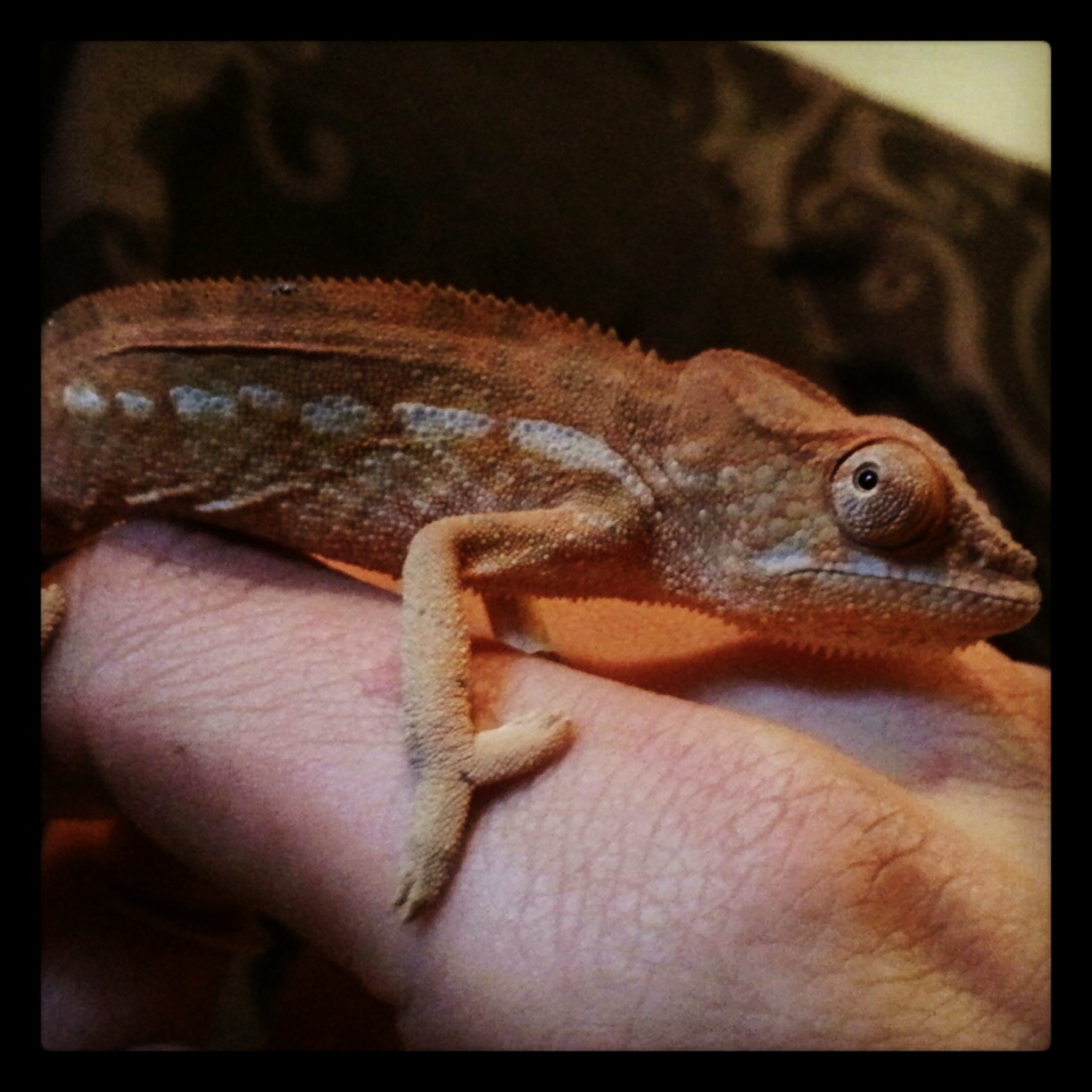 Female Blue Bar Panther Chameleon