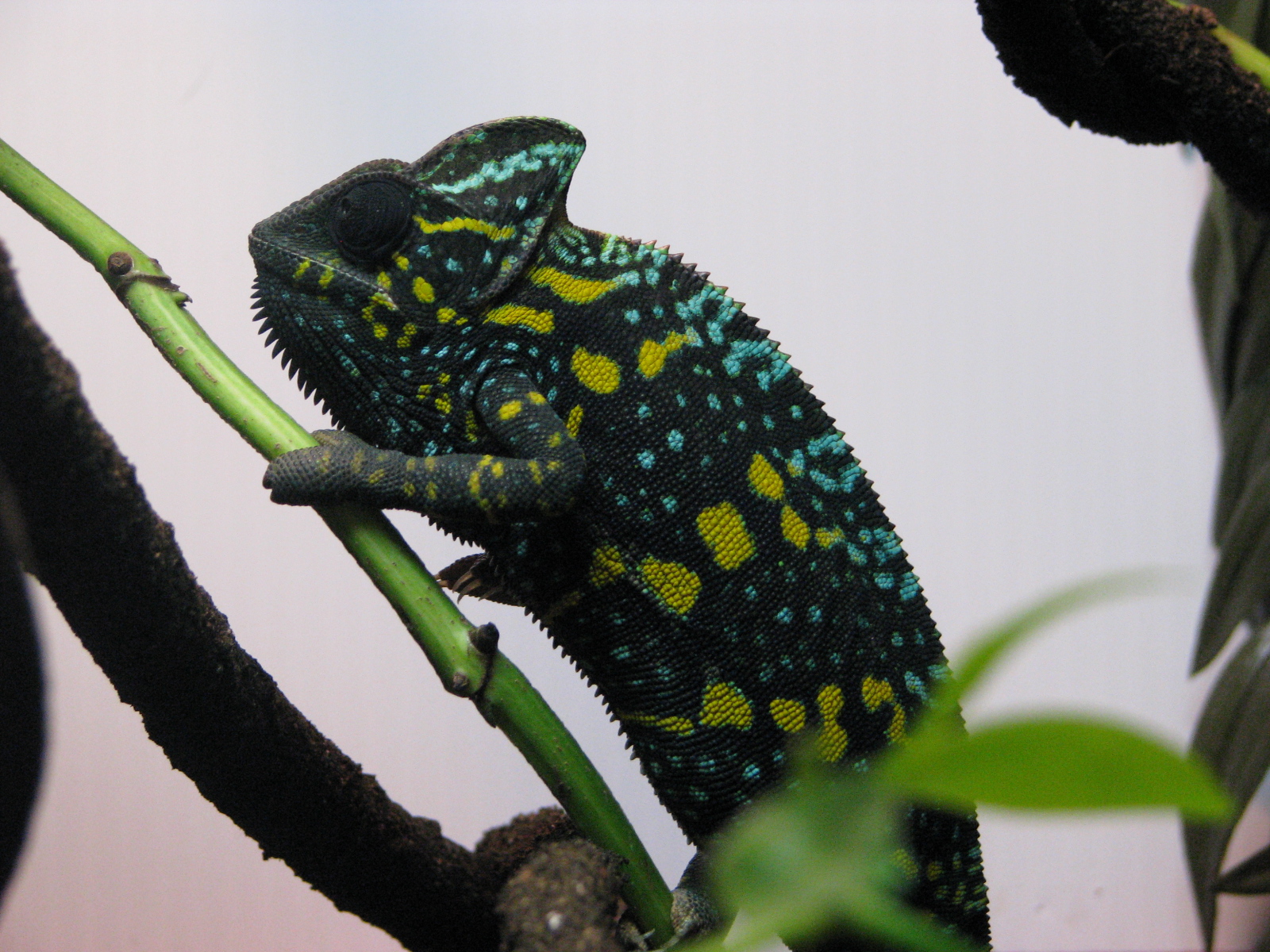 Female C.calyptratus After Laying Eggs