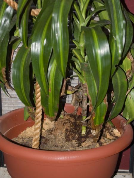 Female Cage Dracena 24x24x48 

Pot approximately 19x15

60lbs or so of sand and soil.
