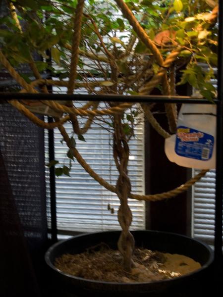 Female Cage Ficus 31x31x48

Pot approx 22x15

60-70 lbs of sand, soil and sphagnum moss.
