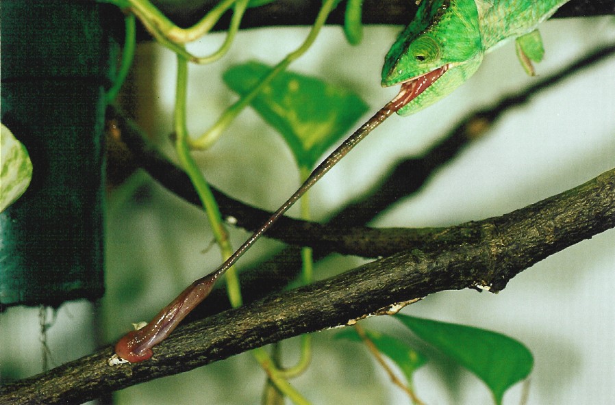 Female Calumma p. parsonii tongue shot