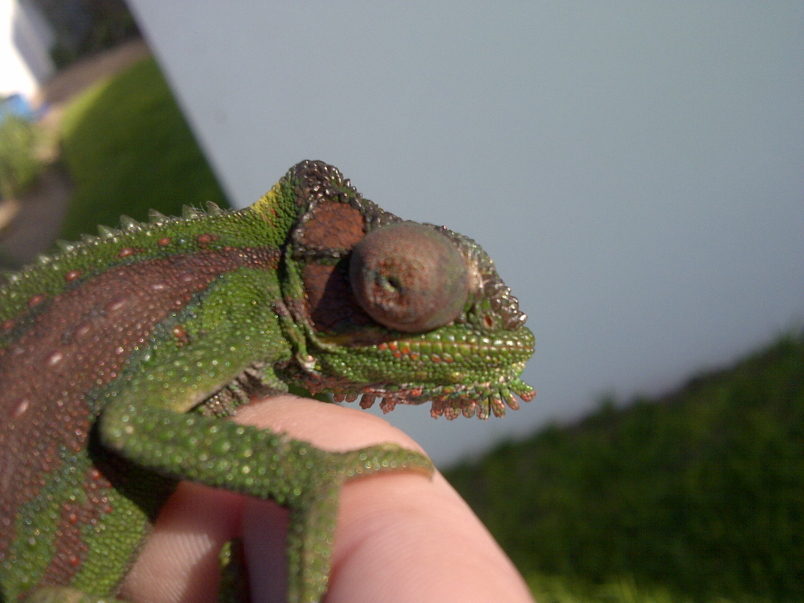 Female Cape Dwarf - Aka Freddie