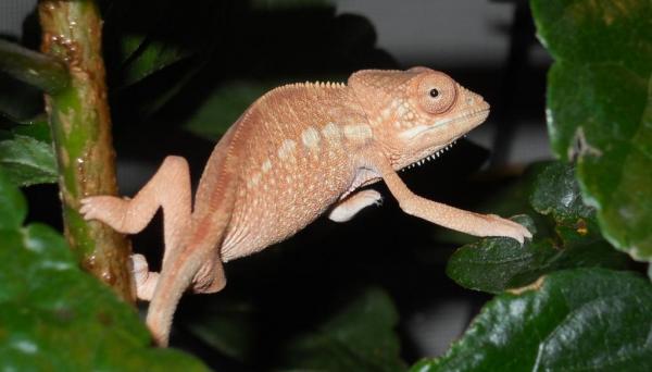 Female Cham 07 24 002