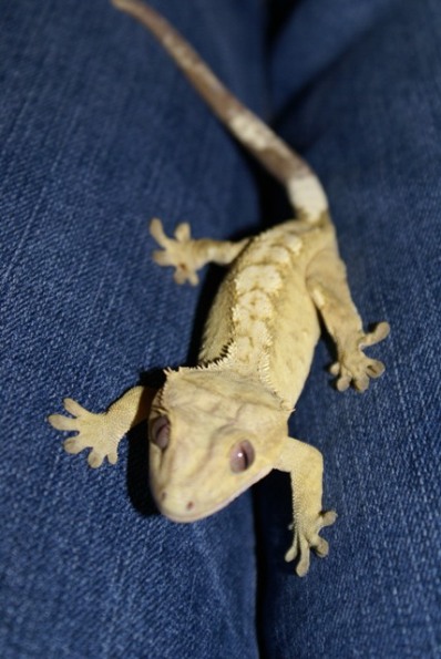 Female crested gecko