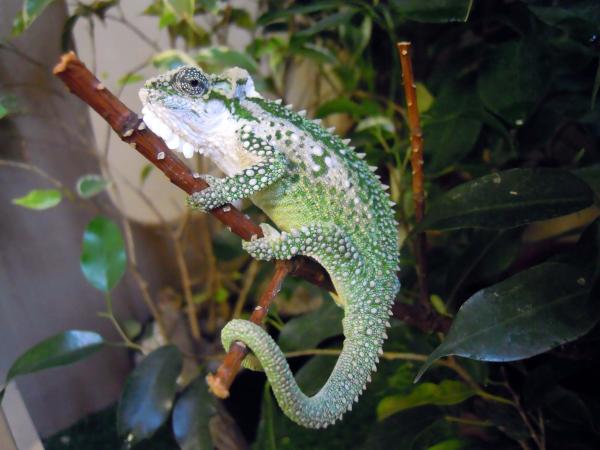 female from sunset pastel line