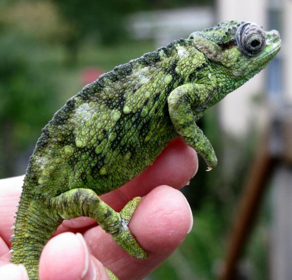 female fuelleborni