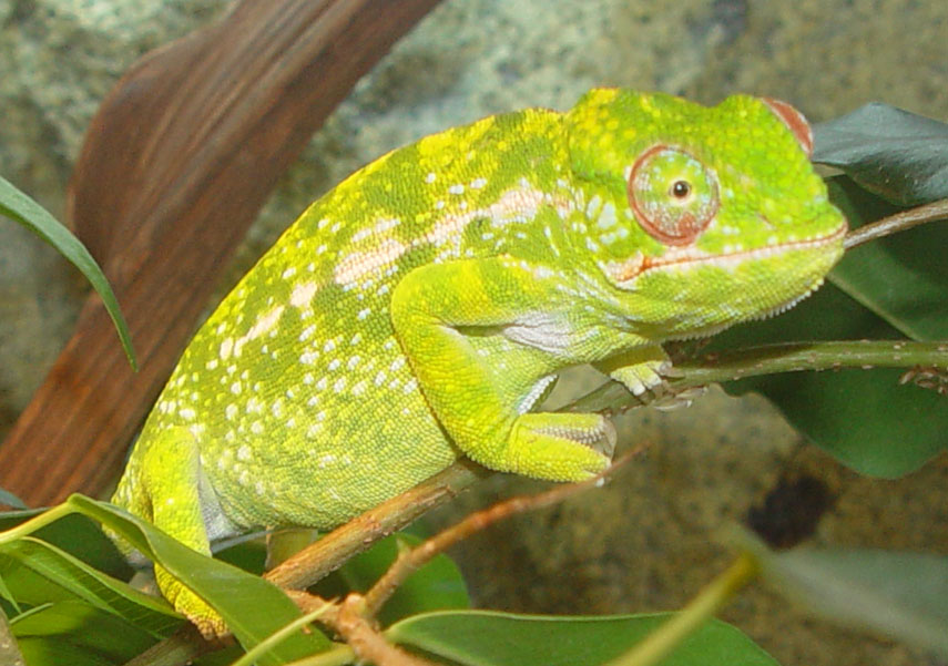 Female furcifer lateralis major