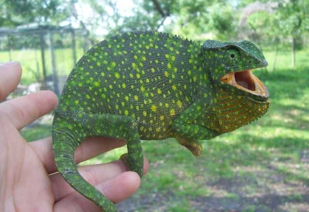 Female Graceful chameleon