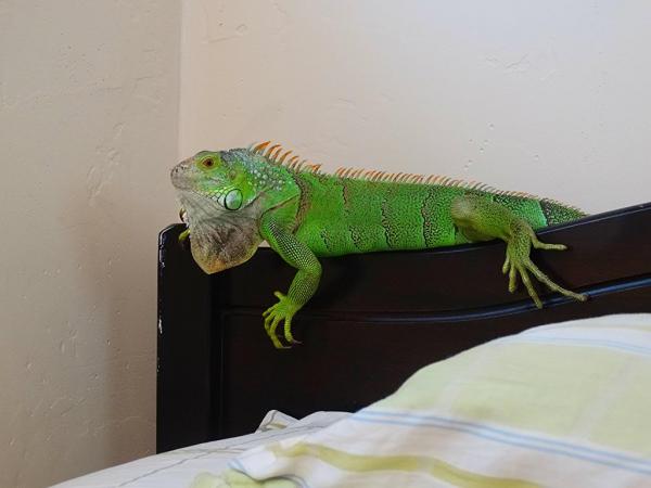 Female green iguana