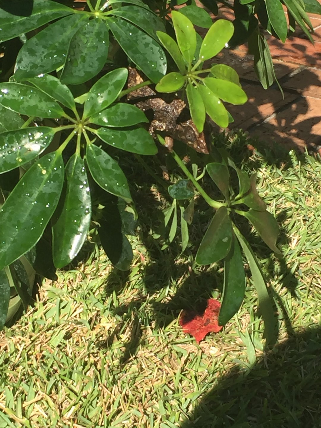 Female Jackson’s chameleon