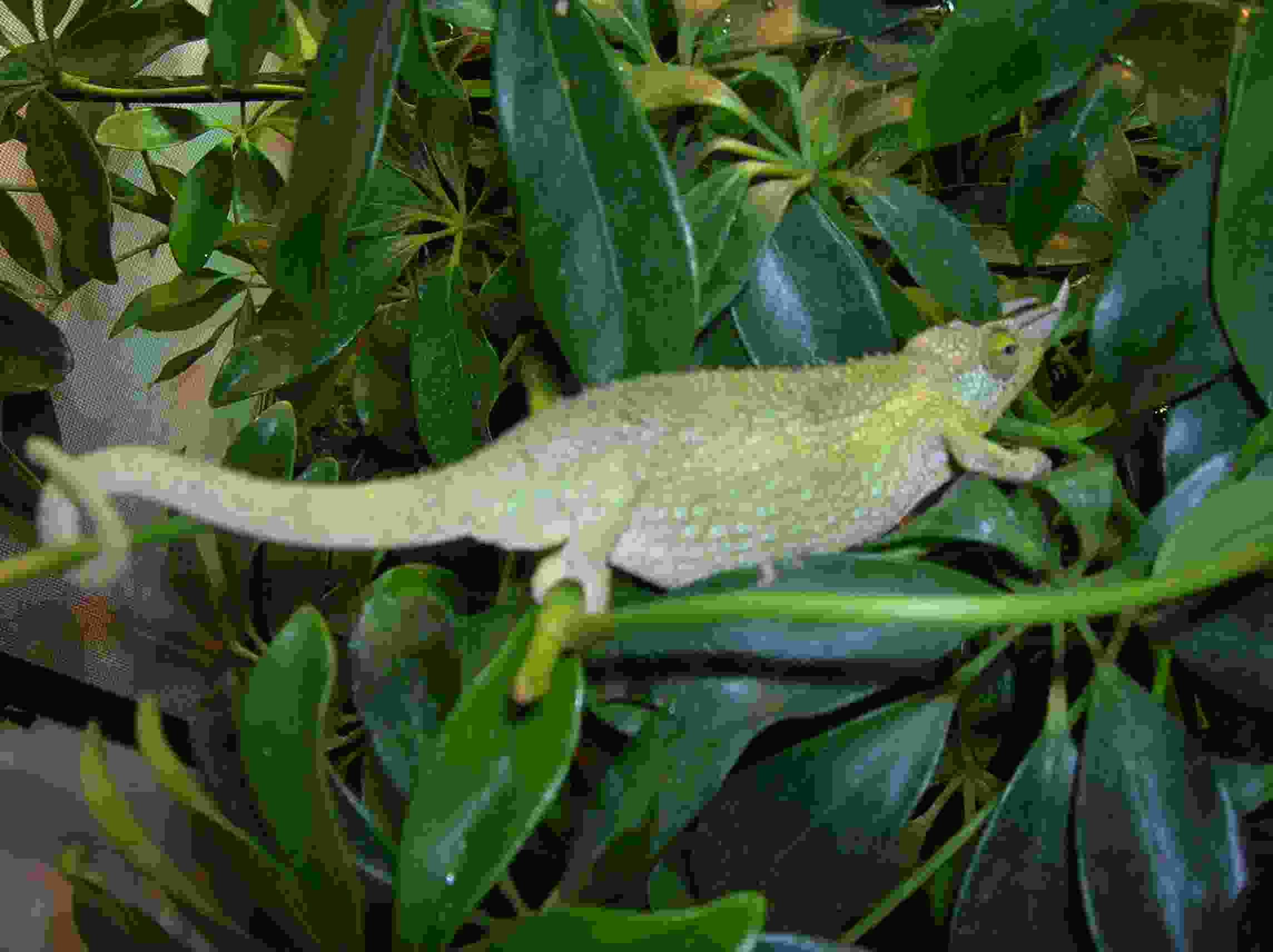 female jackson got from fl chams few day ago