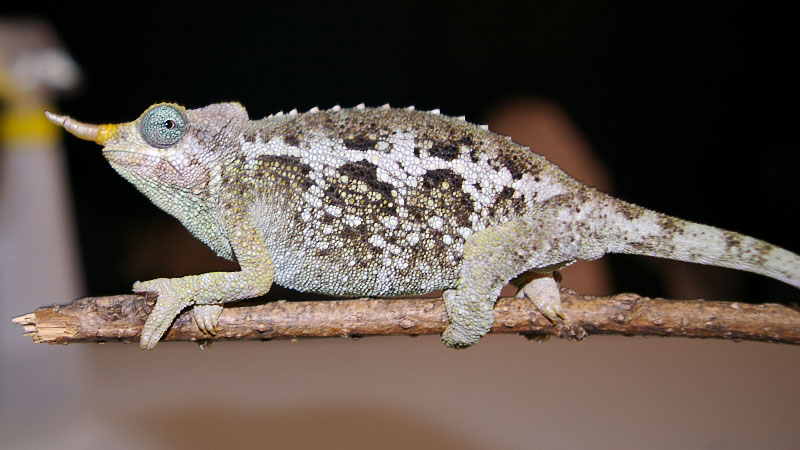 Female jacksonii merumontanus