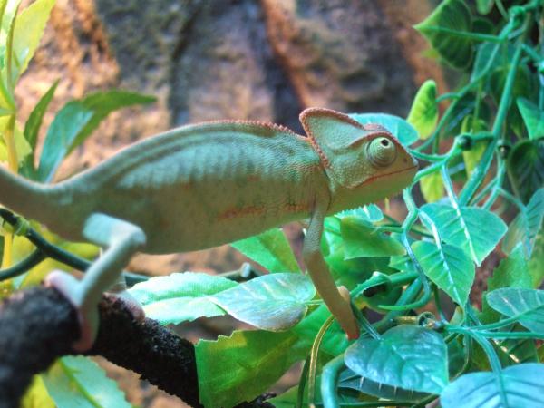 Female. Mid Januray growing fast