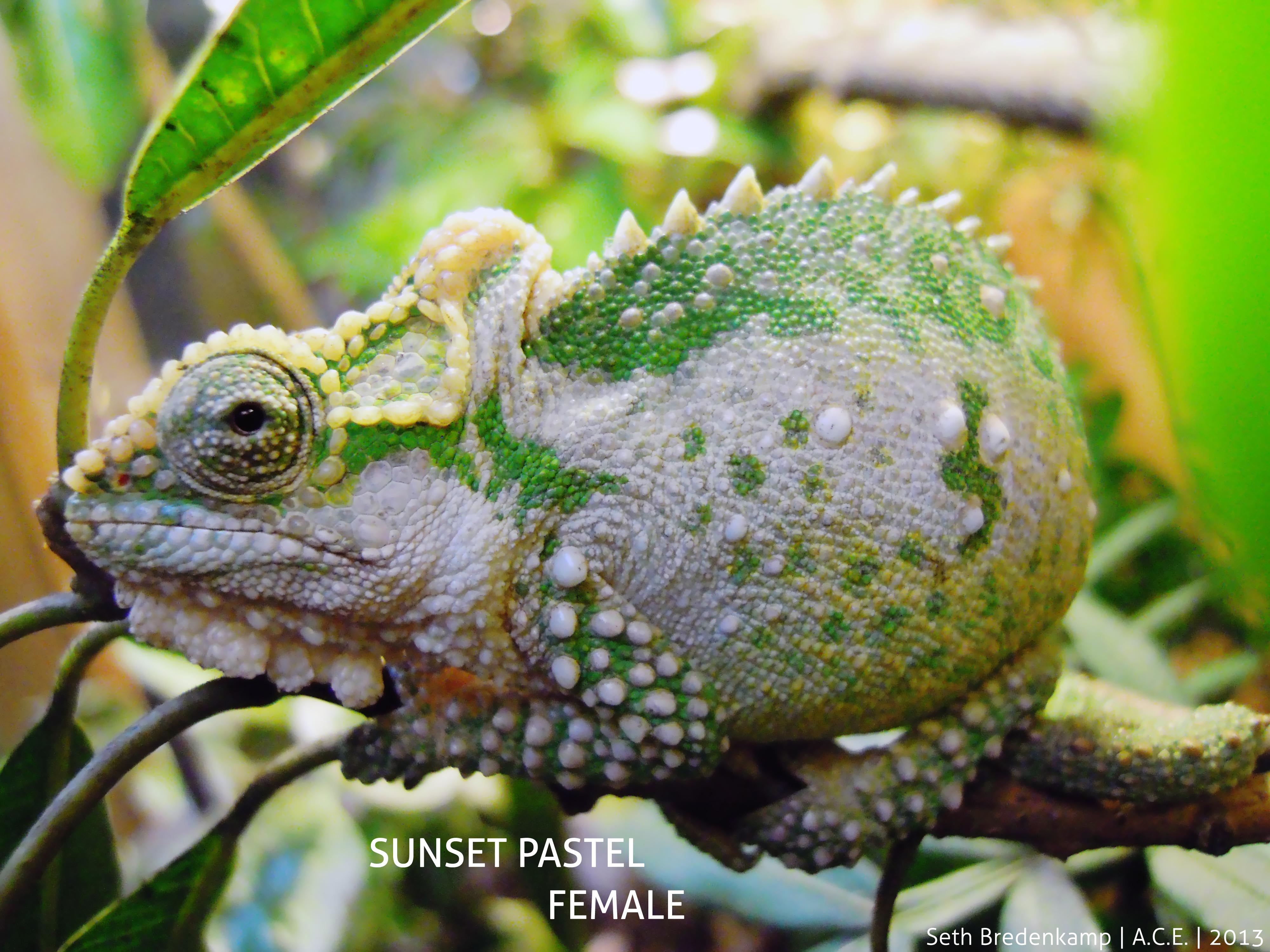 Female Midlands Dwarf