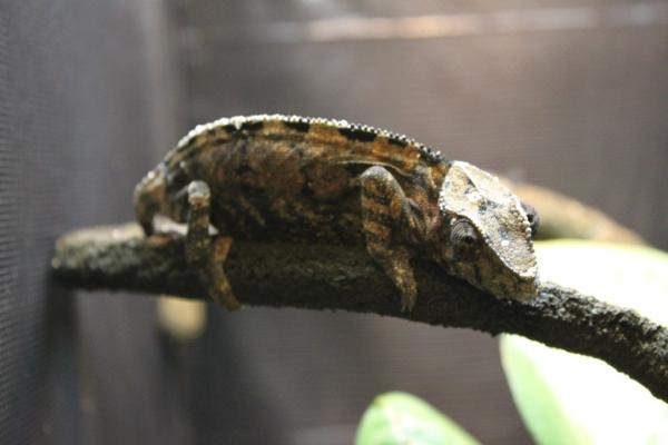 Female Nosy Faly No.2