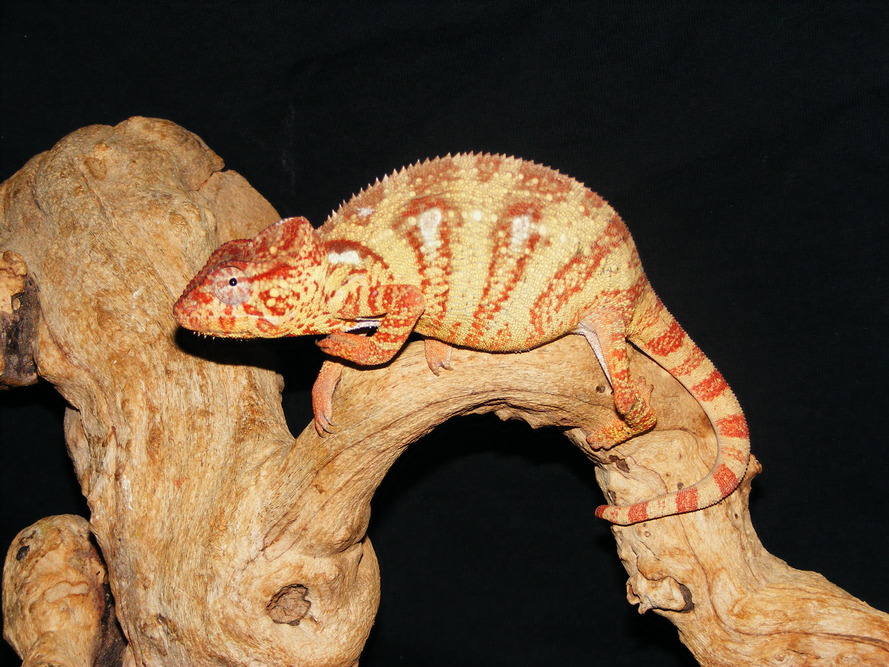 Female Oustalets Chameleon